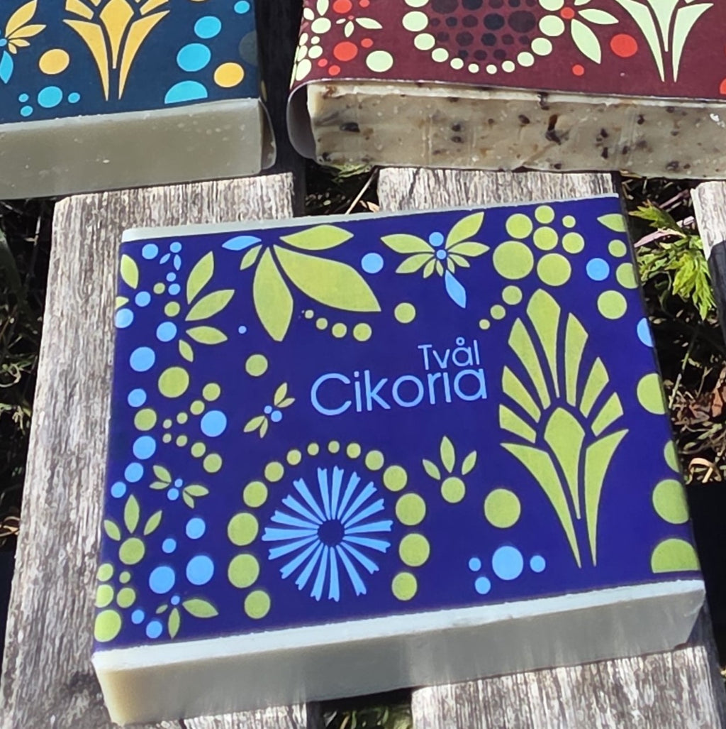 Cikoria